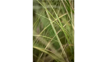 Gartenbaumschule Becker