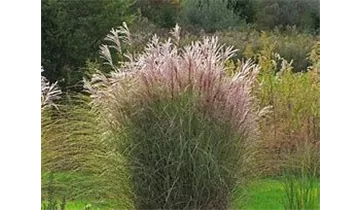 Gartenbaumschule Becker