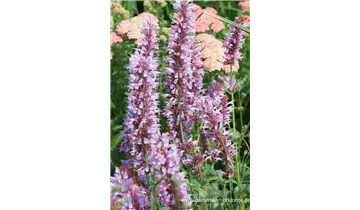 Gartenbaumschule Becker