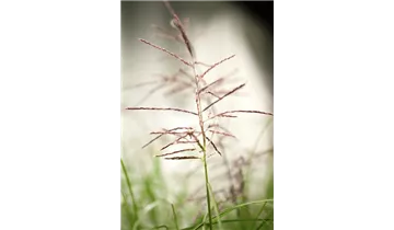Gartenbaumschule Becker
