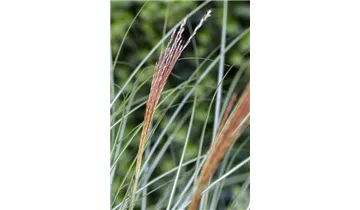 Gartenbaumschule Becker