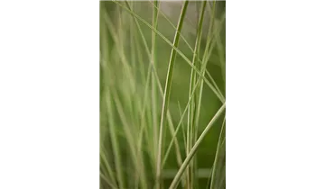 Gartenbaumschule Becker