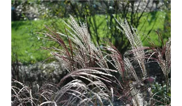 Gartenbaumschule Becker