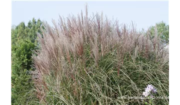 Gartenbaumschule Becker