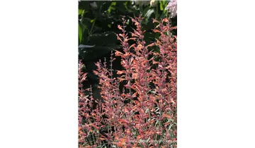 Gartenbaumschule Becker