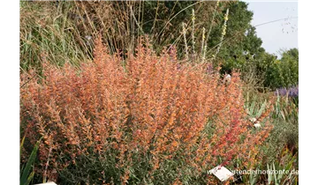 Gartenbaumschule Becker