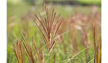 Gartenbaumschule Becker