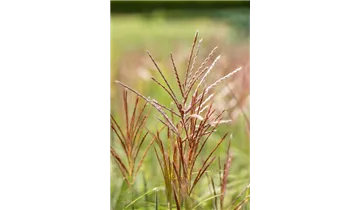 Gartenbaumschule Becker