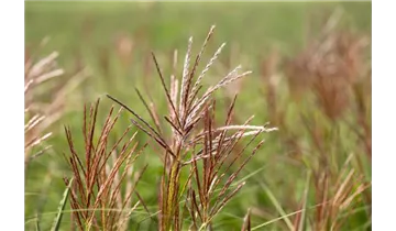 Gartenbaumschule Becker