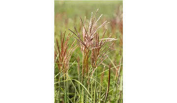 Gartenbaumschule Becker