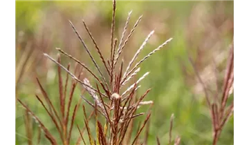 Gartenbaumschule Becker