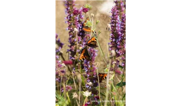Gartenbaumschule Becker