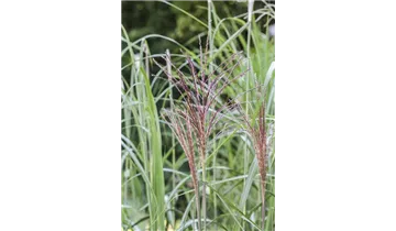 Gartenbaumschule Becker