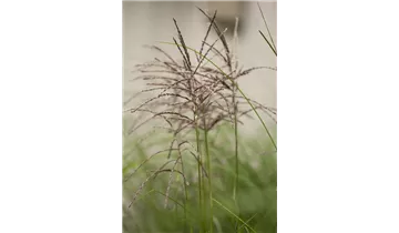 Gartenbaumschule Becker