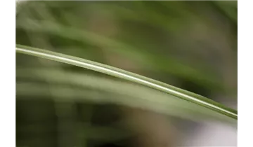 Gartenbaumschule Becker