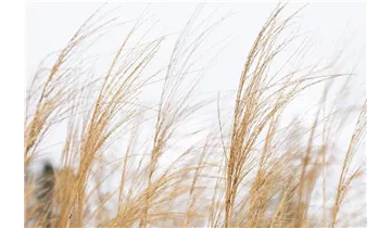 Gartenbaumschule Becker