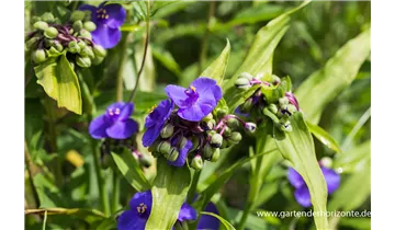 Gartenbaumschule Becker