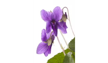 Gartenbaumschule Becker