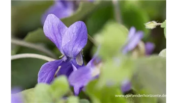 Gartenbaumschule Becker