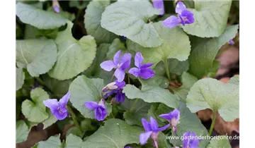 Gartenbaumschule Becker