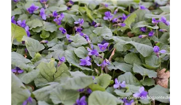 Gartenbaumschule Becker