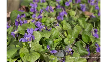 Gartenbaumschule Becker