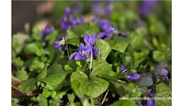 Gartenbaumschule Becker