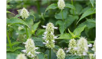 Gartenbaumschule Becker