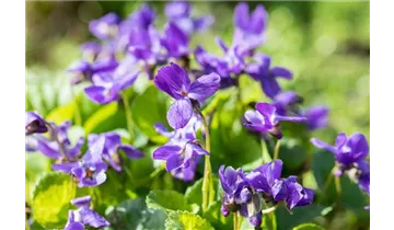 Gartenbaumschule Becker