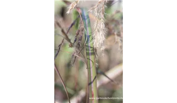 Gartenbaumschule Becker