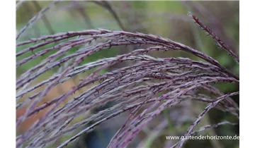 Gartenbaumschule Becker