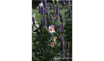 Gartenbaumschule Becker