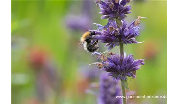 Gartenbaumschule Becker