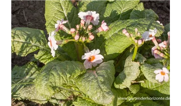 Gartenbaumschule Becker