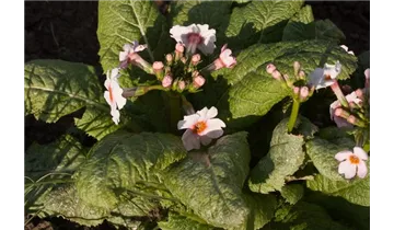 Gartenbaumschule Becker