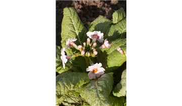 Gartenbaumschule Becker