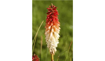 Gartenbaumschule Becker