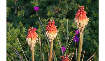 Gartenbaumschule Becker