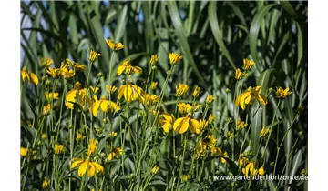 Gartenbaumschule Becker