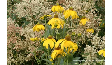 Gartenbaumschule Becker