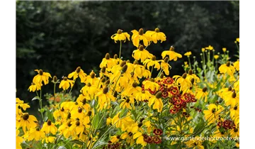 Gartenbaumschule Becker