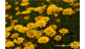 Gartenbaumschule Becker
