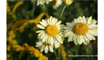 Gartenbaumschule Becker