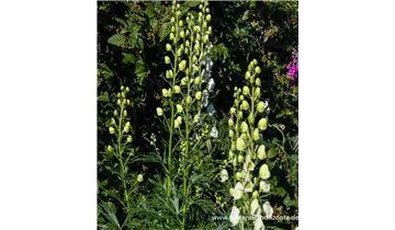 Gartenbaumschule Becker