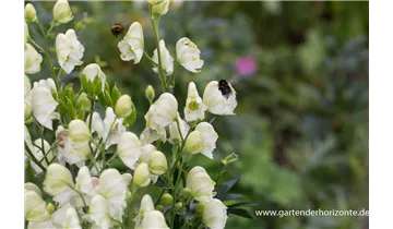 Gartenbaumschule Becker