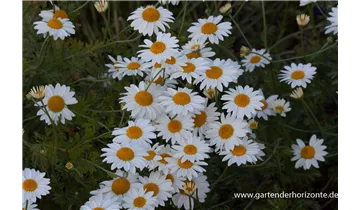 Gartenbaumschule Becker