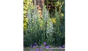 Gartenbaumschule Becker