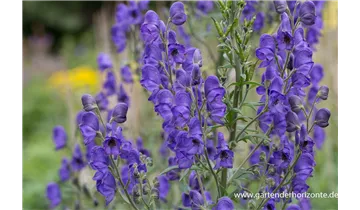 Gartenbaumschule Becker