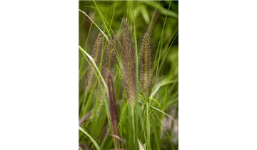 Gartenbaumschule Becker