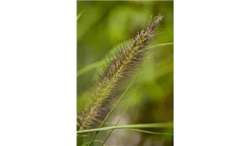 Gartenbaumschule Becker